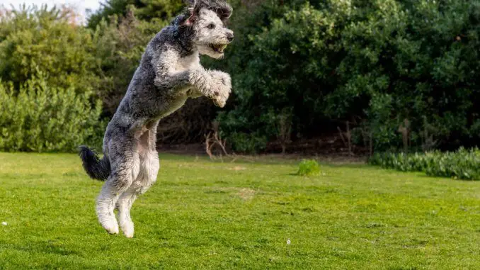 Husky Poodle Mix 9 Things To Know Before Buying Cover