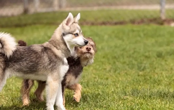 klee kai poodle mix