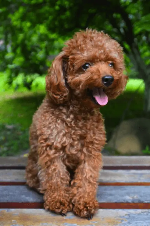 teacup poodle full size