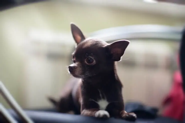 teacup mini chihuahua