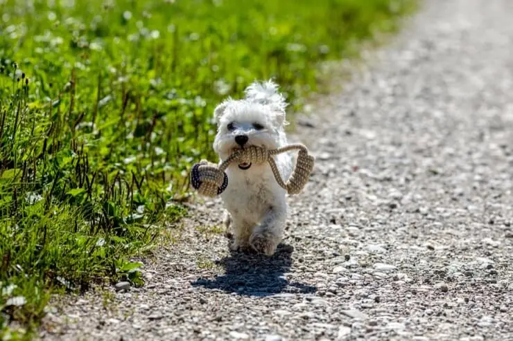 mini maltese poodle