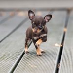 Miniature Chihuahua