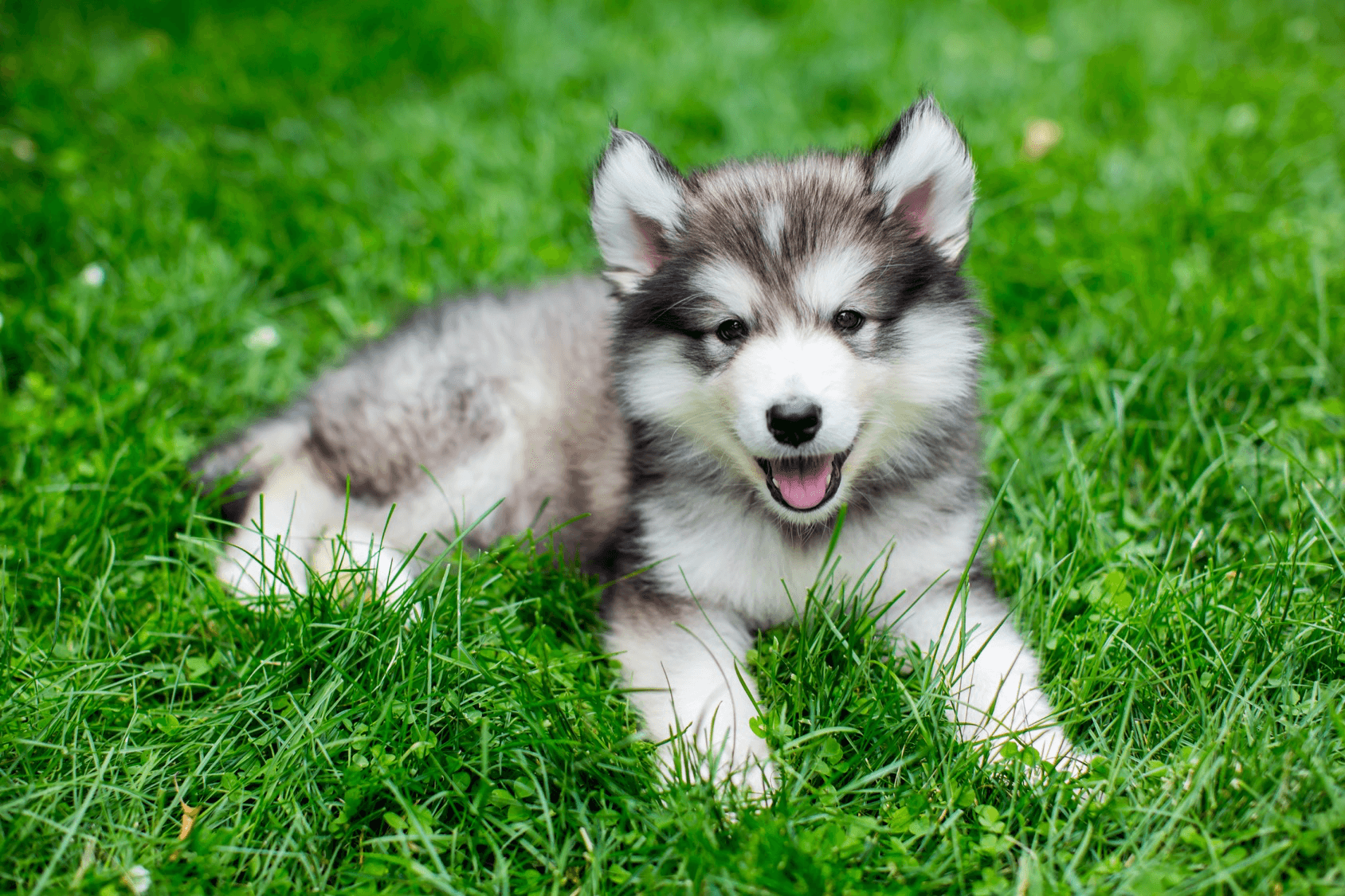 small size husky