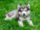 Miniature Husky Breed Profile Size, Temperament and More… Cover