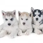 Miniature Husky Puppies