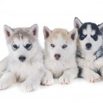 Miniature Husky Puppies