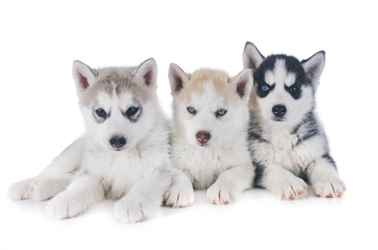 Miniature Husky Puppies