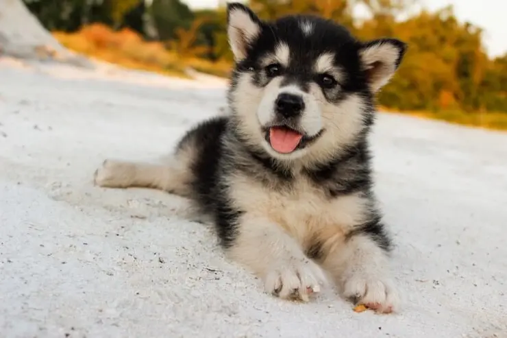 husky with small dogs