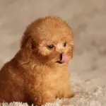 Miniature Teacup Poodle