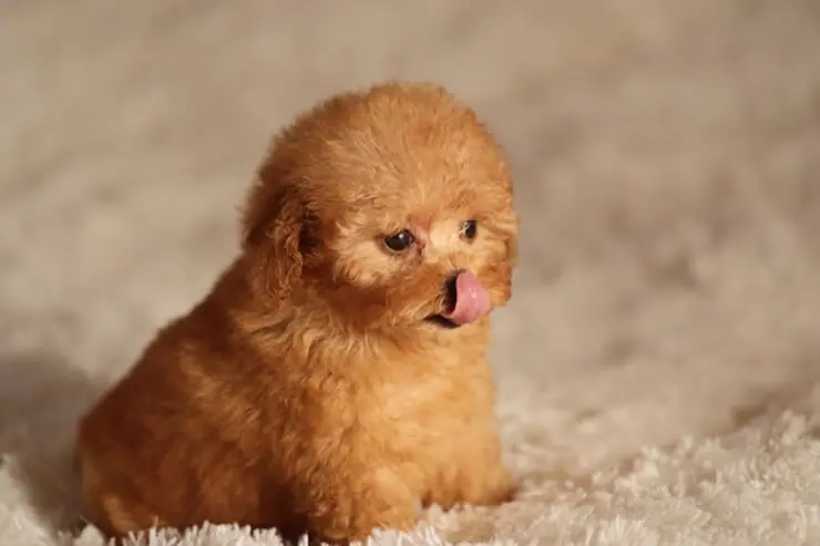 cup poodle dog