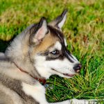 Mixed Husky