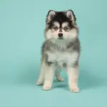 Pomeranian Husky