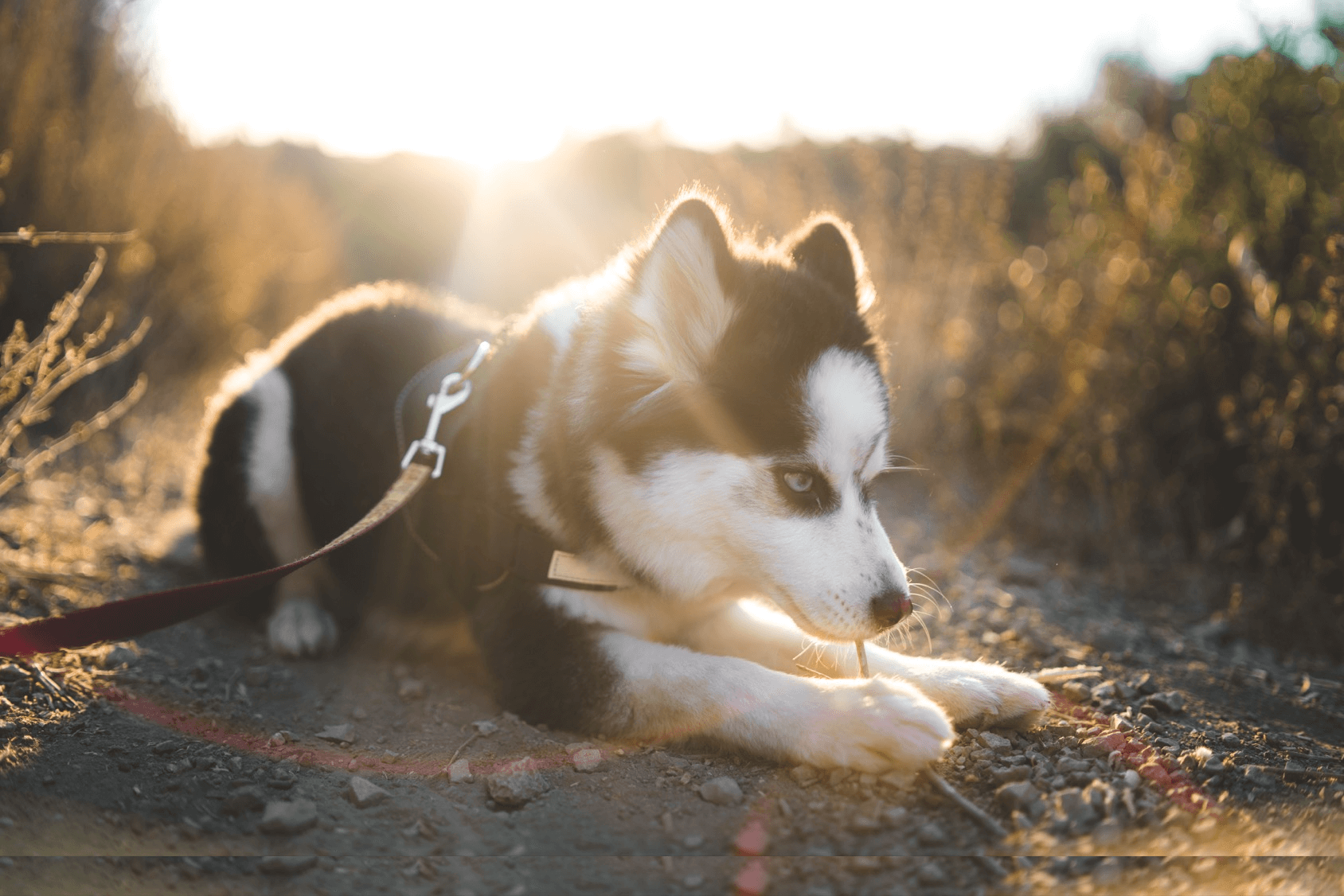 are pomeranian huskies good with cats