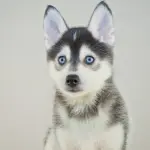 Pomeranian Husky Mix