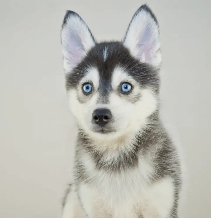 miniature husky pomeranian