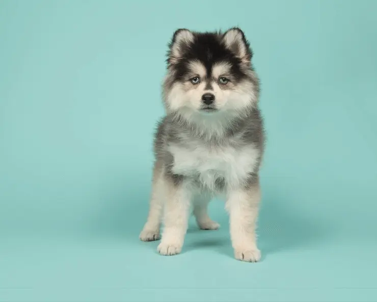 pomeranian and husky