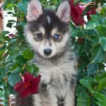 Pomsky Puppy