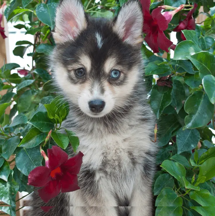 a pomeranian mixed with a husky