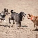 A husky poodle blend plays with other dogs outdoors on a sunny summer day