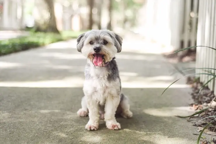 husky x maltese