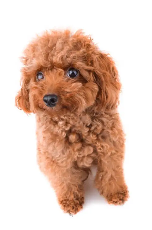 How much does it cost to buy a toy poodle Teacup Poodle Breed Profile Size Temperament Health And More Perfect Dog Breeds