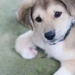 Adorable golden retriever husky mix puppy