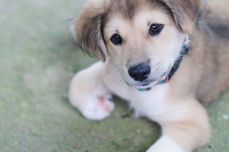 Goberian: Reasons To Own The Golden Husky Mix | Perfect Dog