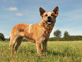 Red Heeler Breed Info Can You Handle This Canine Cowboy? Cover