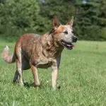 Red Heeler Dog