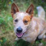 Red Heeler Dog Sat Down