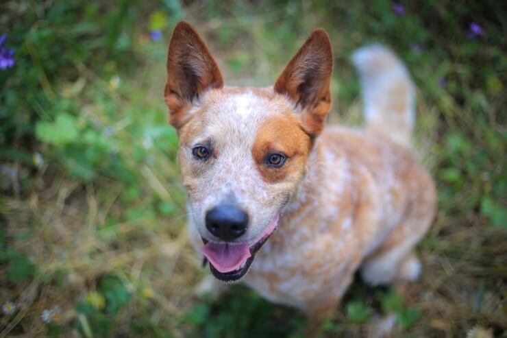 red heeler traits