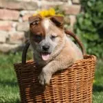 Red Heeler In Basket