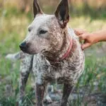 Red Heeler On Farm