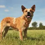 Red Heeler Working