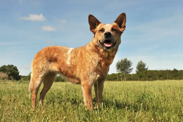 red and blue heeler mix puppies