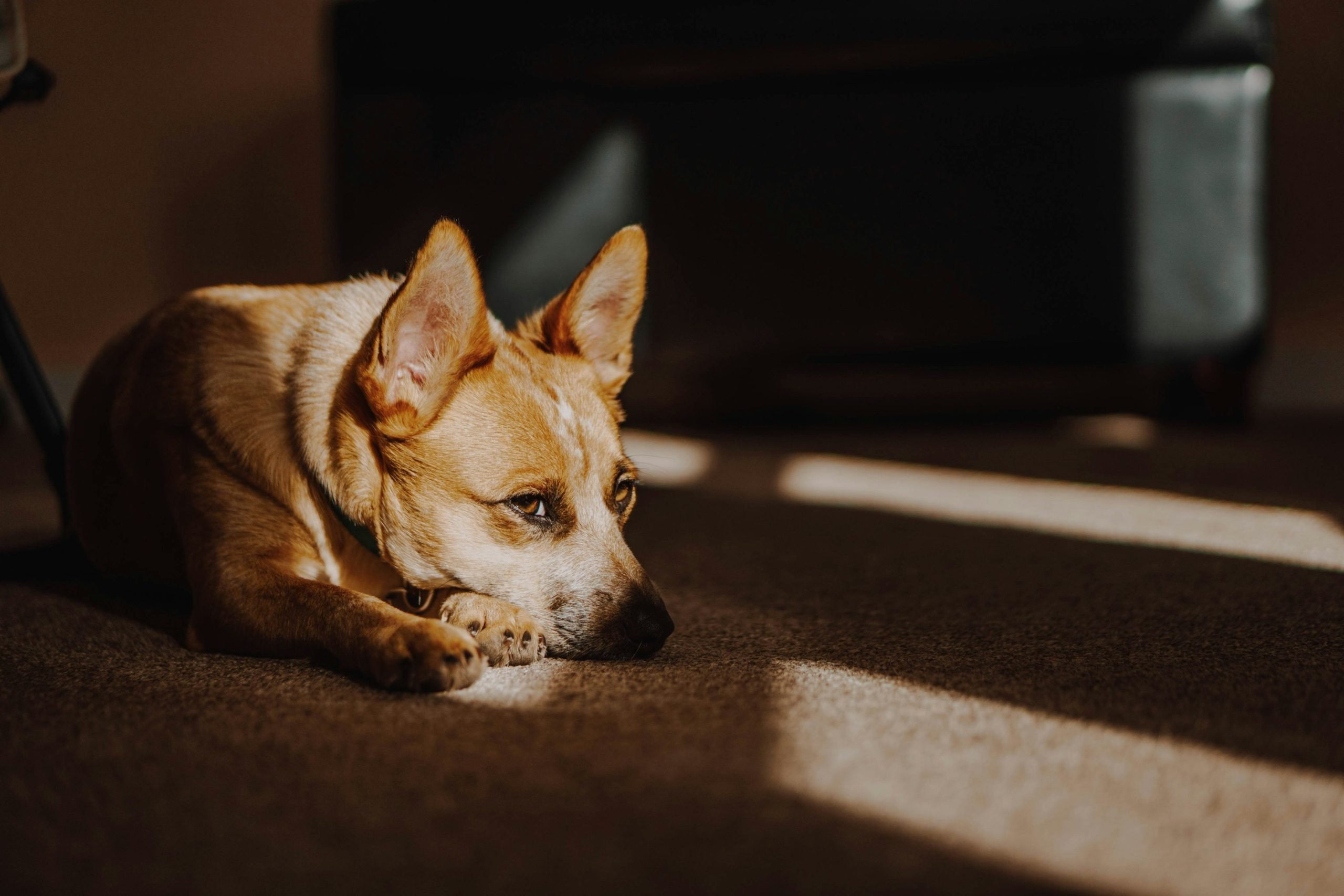 Red Heeler