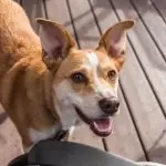 Happy red heeler mix on the patio