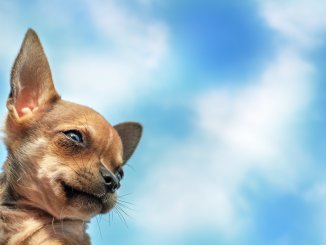 Teacup Chihuahua Breed Guide 4 Reasons To Not Own This Dog Cover