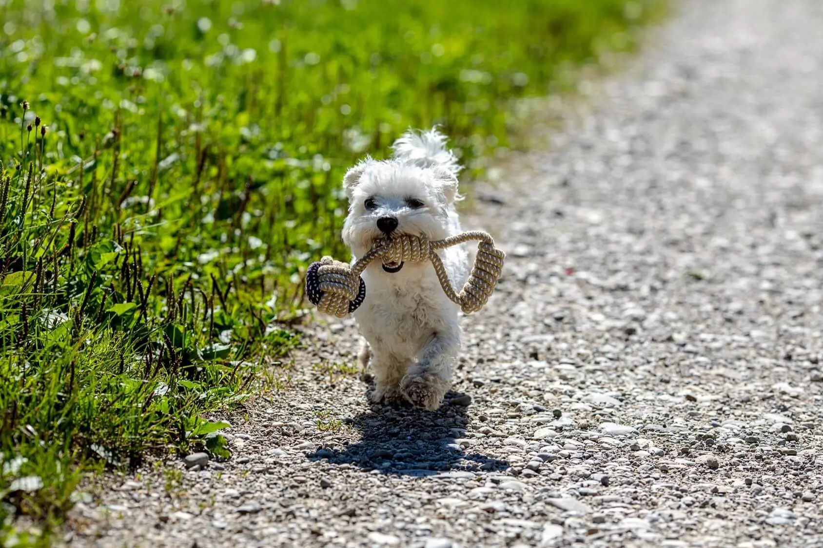 small maltese