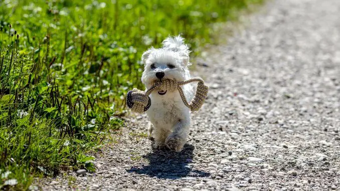 Teacup Maltese Complete Breed Profile Size, Temperament and More… Cover