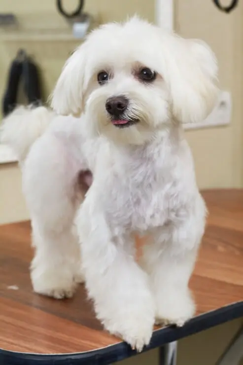 bichon maltese toy