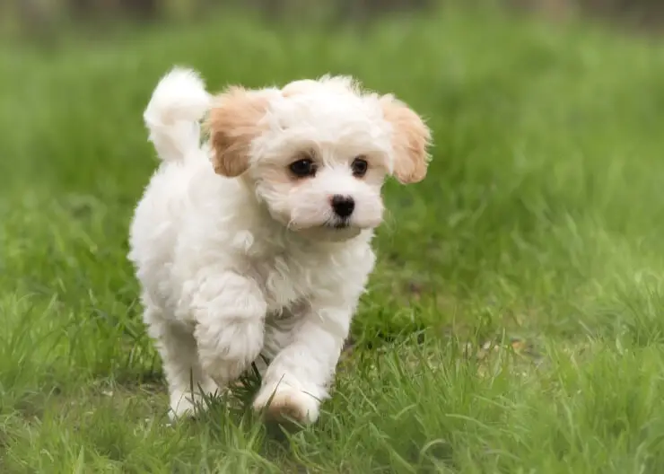 miniature maltese puppies for adoption