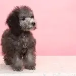 Teacup Poodle