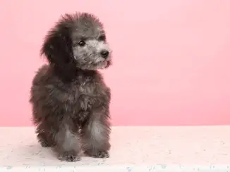 Teacup Poodle Breed Profile Size, Temperament, Health and More Cover