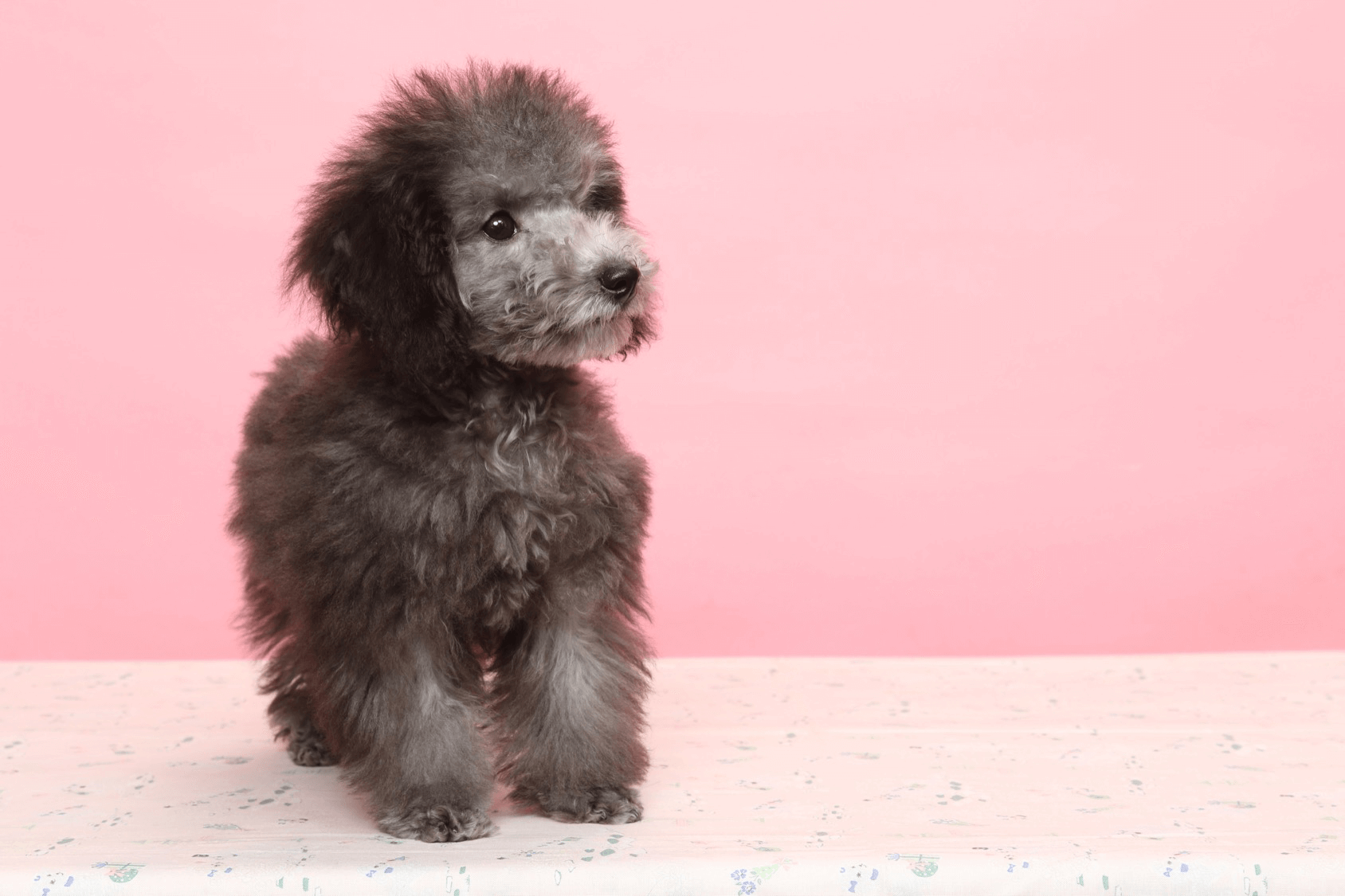 tiny poodle size