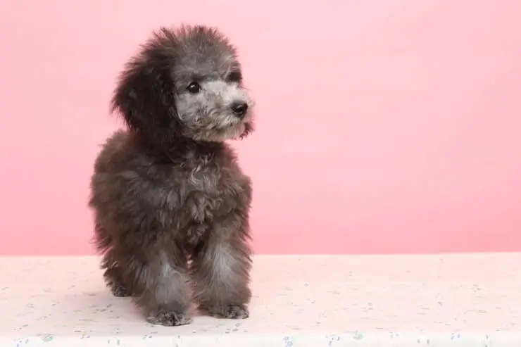 teacup poodle home