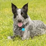 Texas Heeler