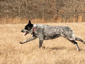Texas Heeler Breed Info A Friendly Farmhand From The Southwest Cover