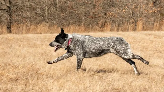 Texas Heeler Breed Info A Friendly Farmhand From The Southwest Cover
