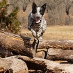 Salto del Heeler de Texas